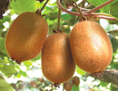 Kiwi
