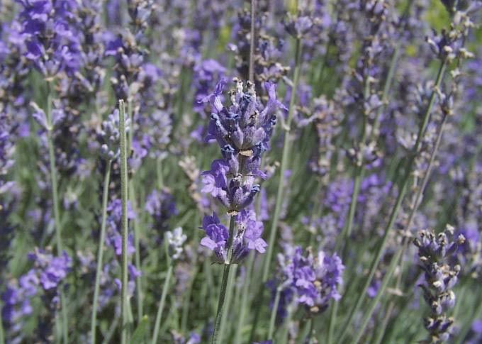 Lavanda