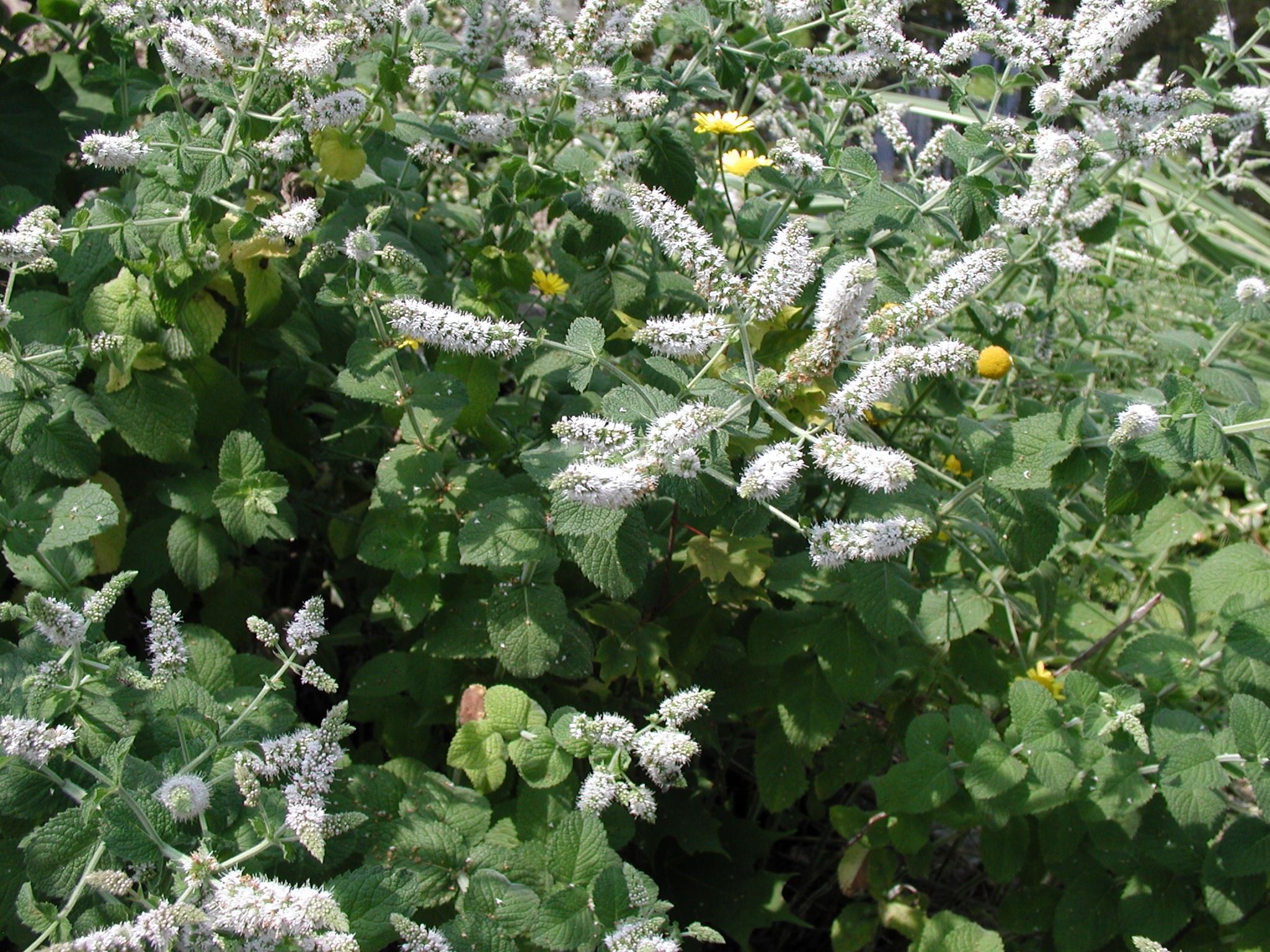 Menta