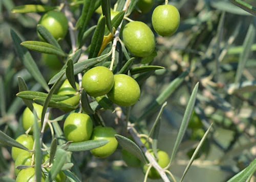 Olivo