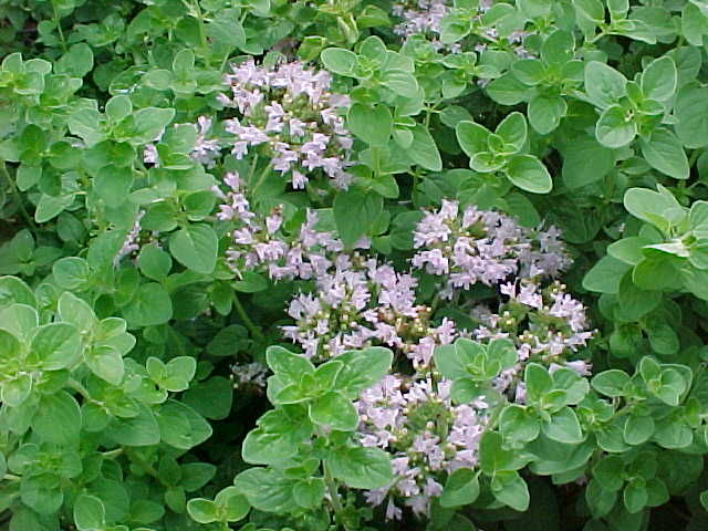 Origano Comune