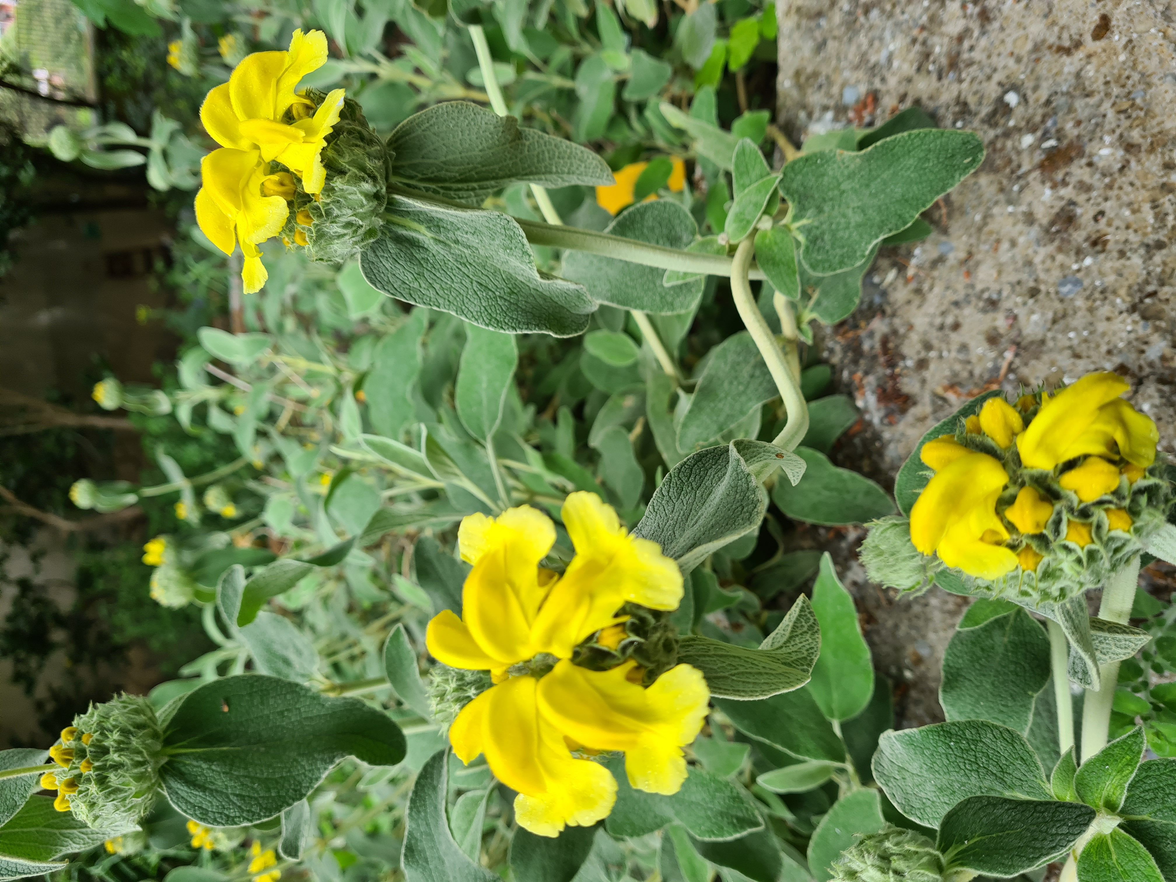 Phlomis