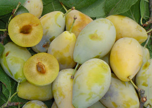 Susino Coscia di monaca