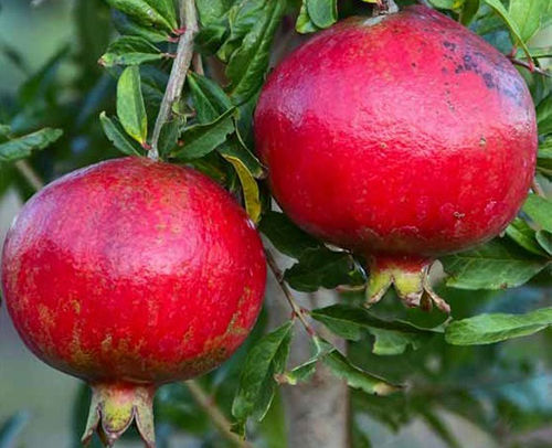 Melograno