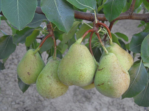 Pero spinanacarpa