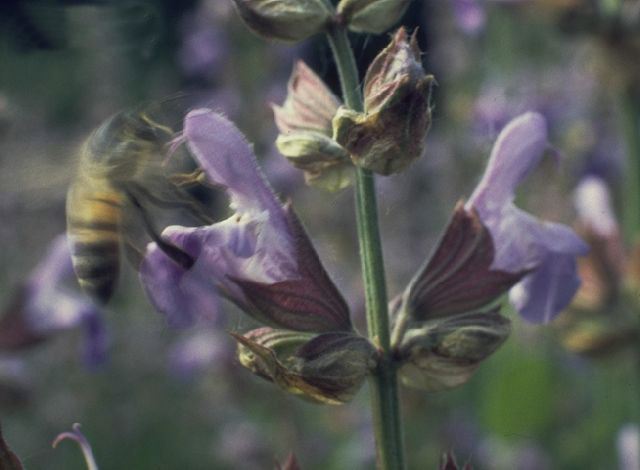 Salvia Officinalis