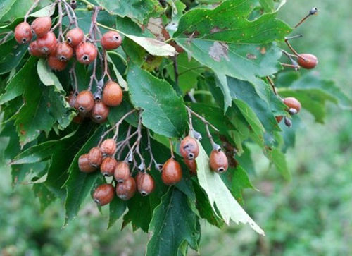 Ciavardello